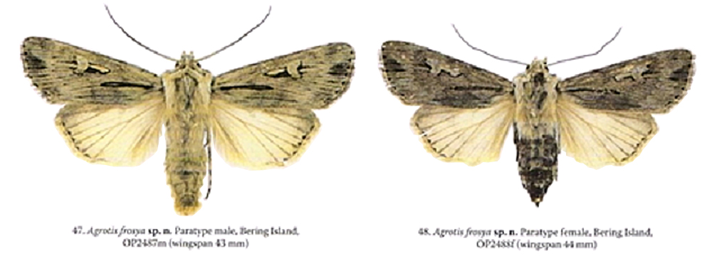 Новый вид бабочки-эндемика на Командорских островах